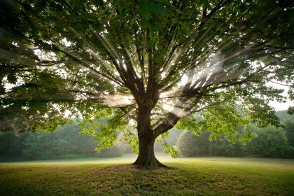 50 de sfaturi educative de la un copac