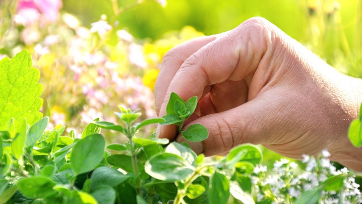 Zece plante medicinale recomandate de Sfânta Hildegard