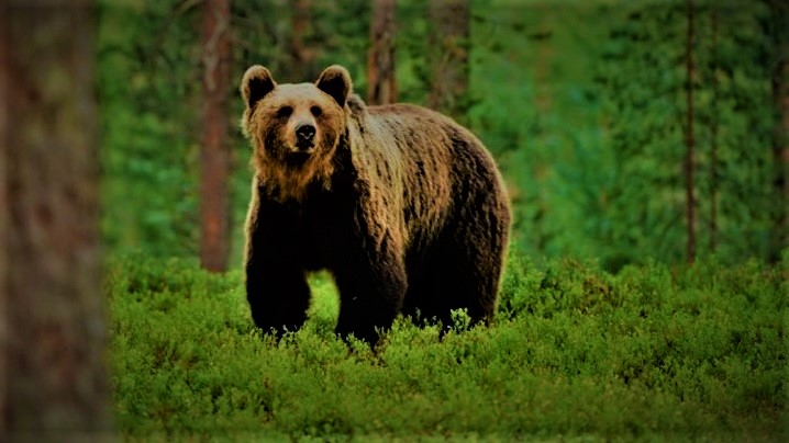 Dumnezeu a trimis un urs pentru a proteja un copil pierdut în pădure?